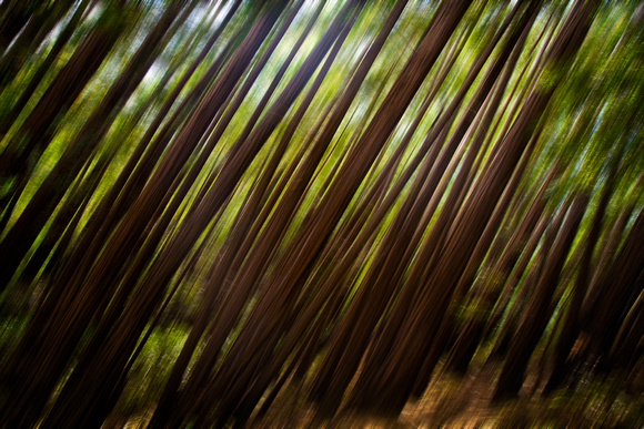 Forest in the Redwoods - Blur-