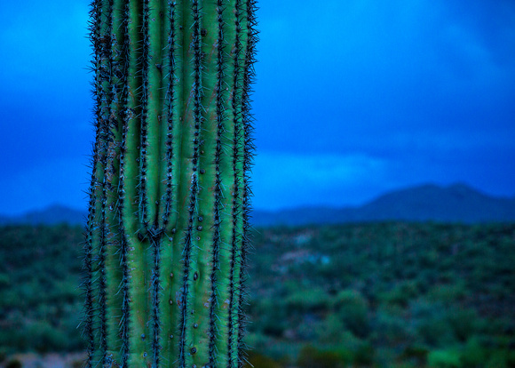 AZ_PH_Cactus Close-up-