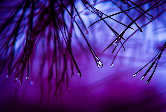 Purple rain 0754-