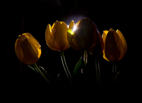 Backlit yellow flower-3091-3091