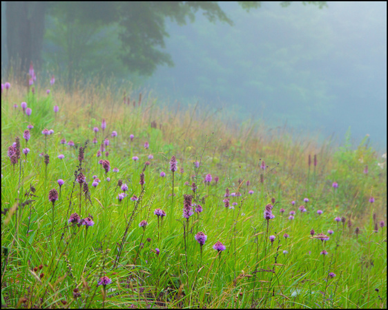 Misty meadow NY NO wm-