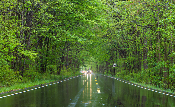 Tunnel of Trees in rain 3a-