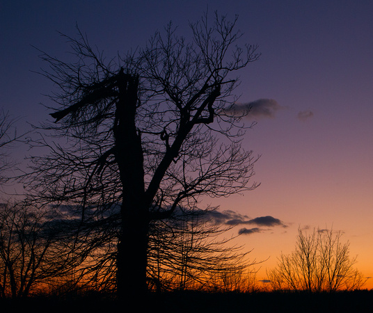 Tree Sunset-
