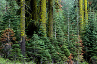 Yosemite Forest-7800