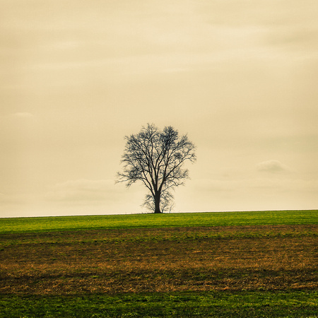 minimal tree sq crop_4500x4500-