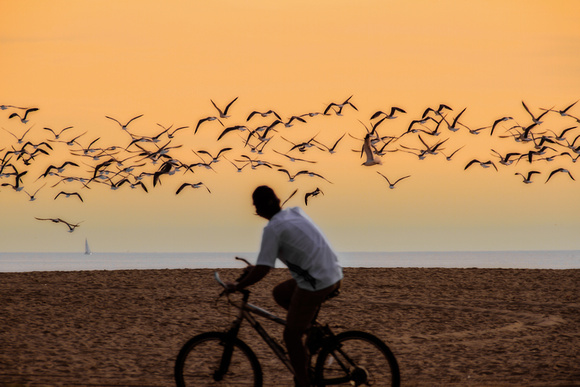 CA-Bike_birds_Venice_desat-