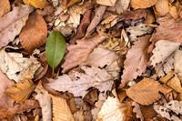 Leaves nwm-