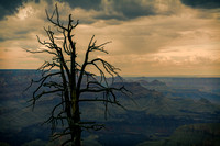 Grand Canyon_Tree-