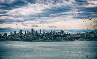 Birds of Alcatraz-