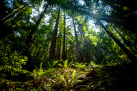 Forest in the Redwoods-